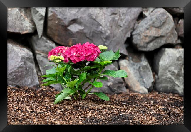 Vibrant pink flower hydrangea in home flowerbed with rock retain Framed Print by Thomas Baker