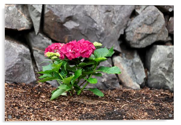 Vibrant pink flower hydrangea in home flowerbed with rock retain Acrylic by Thomas Baker