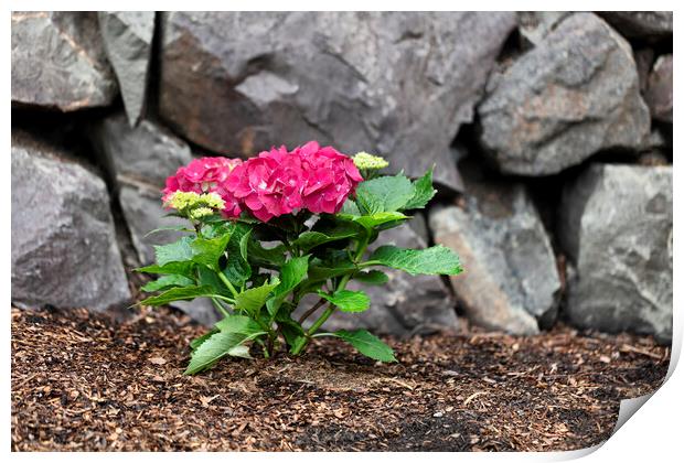 Vibrant pink flower hydrangea in home flowerbed with rock retain Print by Thomas Baker