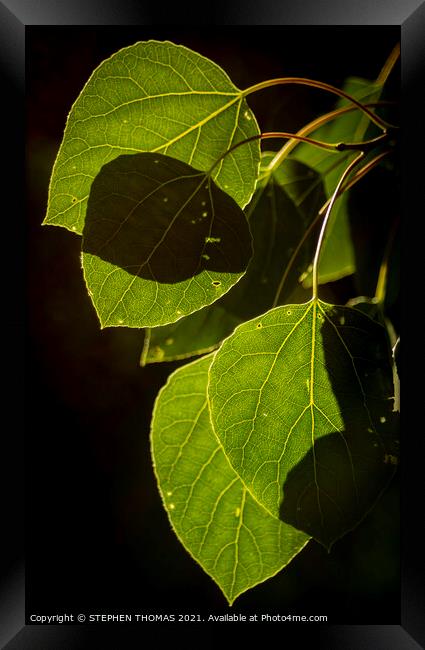Leaves Aglow  Framed Print by STEPHEN THOMAS