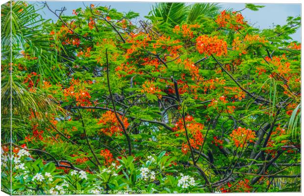 Red Flame Tree  Moorea Tahiti Canvas Print by William Perry