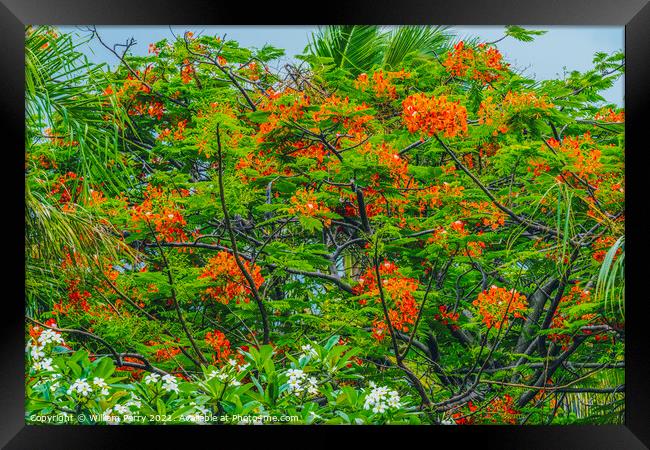 Red Flame Tree  Moorea Tahiti Framed Print by William Perry