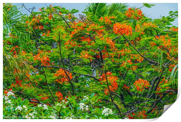 Red Flame Tree  Moorea Tahiti Print by William Perry