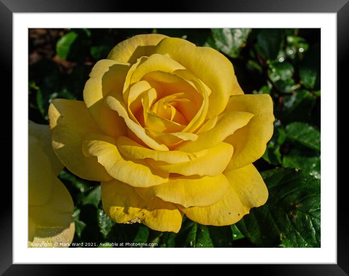 Yellow Rose Framed Mounted Print by Mark Ward