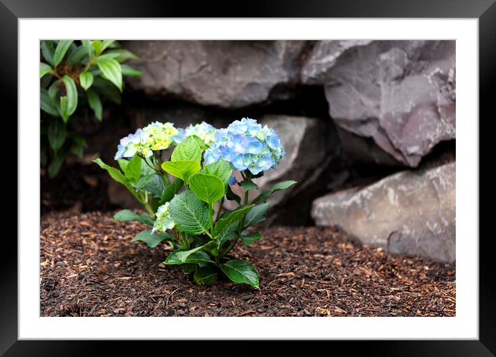Hydrangea shrub flower turning blue color with rock retaining wa Framed Mounted Print by Thomas Baker