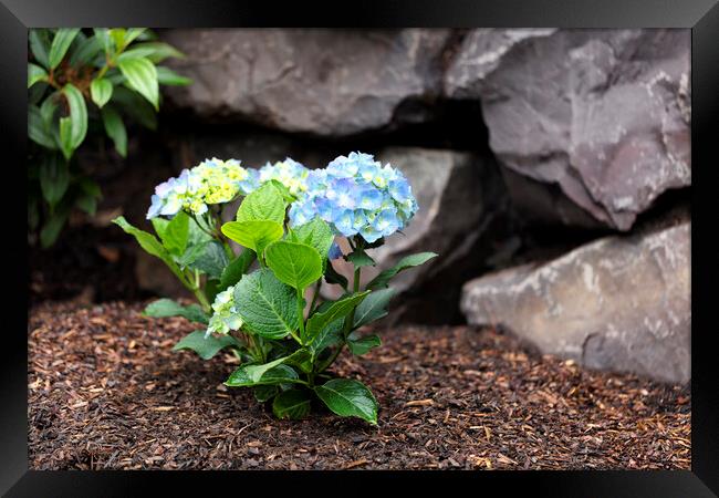 Hydrangea shrub flower turning blue color with rock retaining wa Framed Print by Thomas Baker