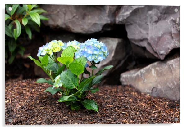 Hydrangea shrub flower turning blue color with rock retaining wa Acrylic by Thomas Baker