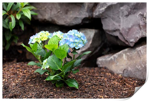 Hydrangea shrub flower turning blue color with rock retaining wa Print by Thomas Baker