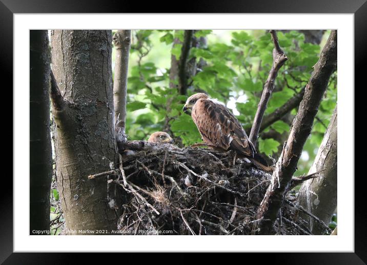 Majestic Young Red Kites in their Natural Habitat Framed Mounted Print by Simon Marlow