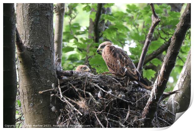 Majestic Young Red Kites in their Natural Habitat Print by Simon Marlow