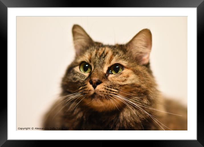 cat kitty pet Framed Mounted Print by Alessandro Della Torre