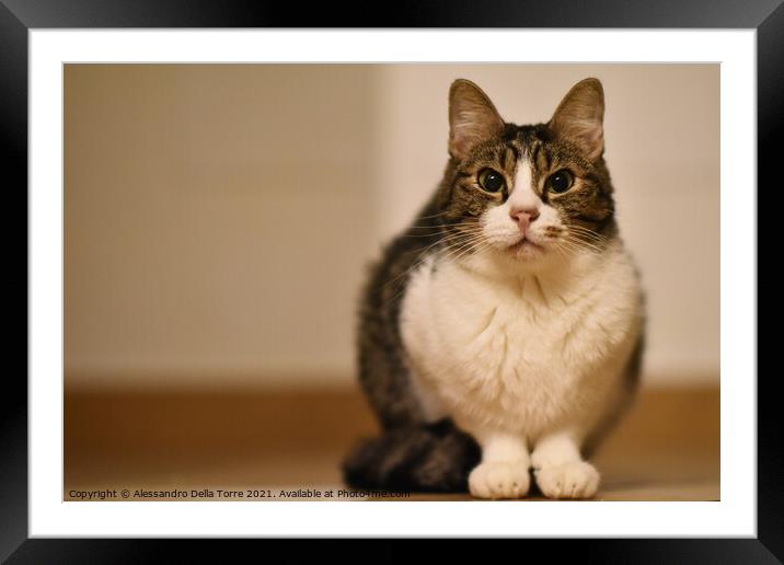 cat kitty pet Framed Mounted Print by Alessandro Della Torre