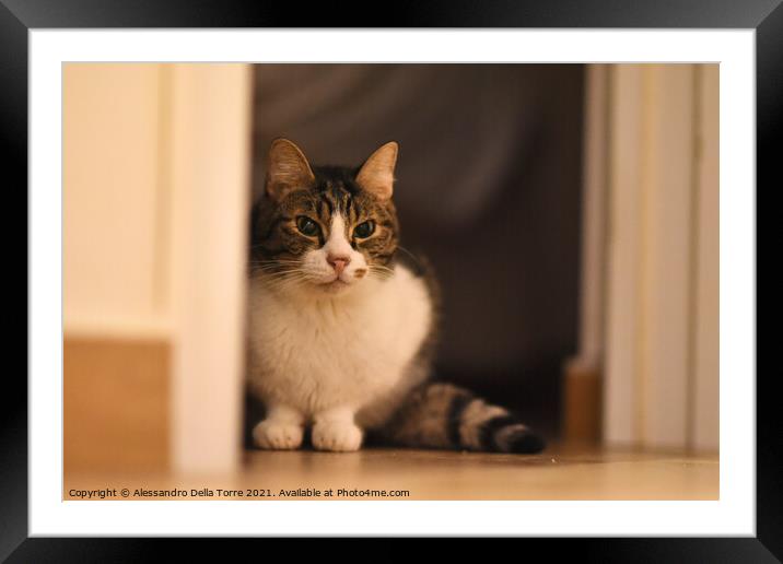 Animal cat Framed Mounted Print by Alessandro Della Torre