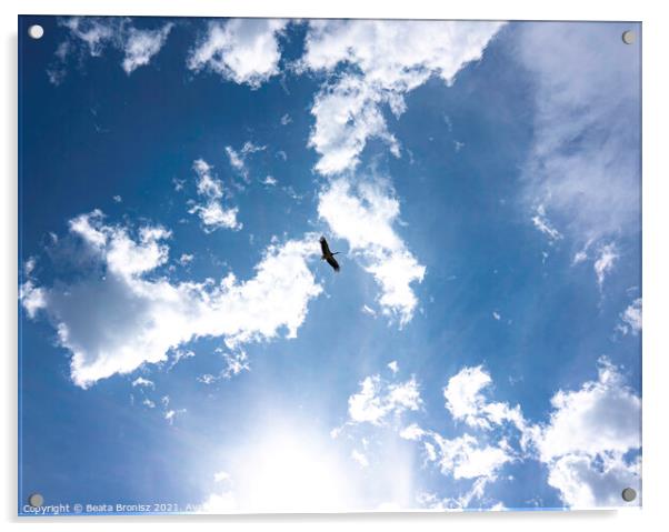 Stork in the sky Acrylic by Beata Bronisz
