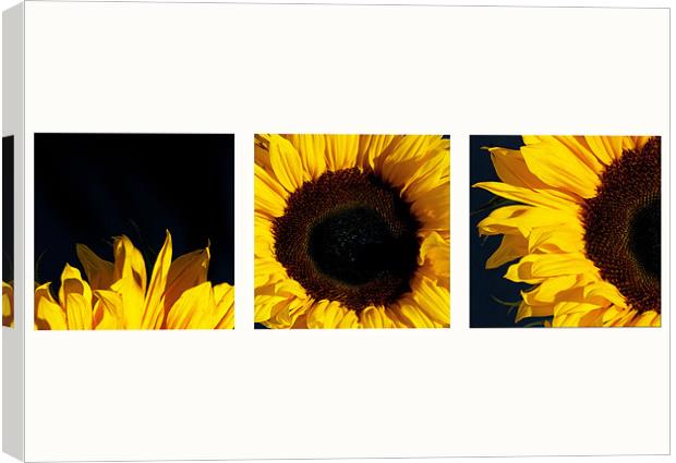 Sunflower Trip Canvas Print by colin ashworth