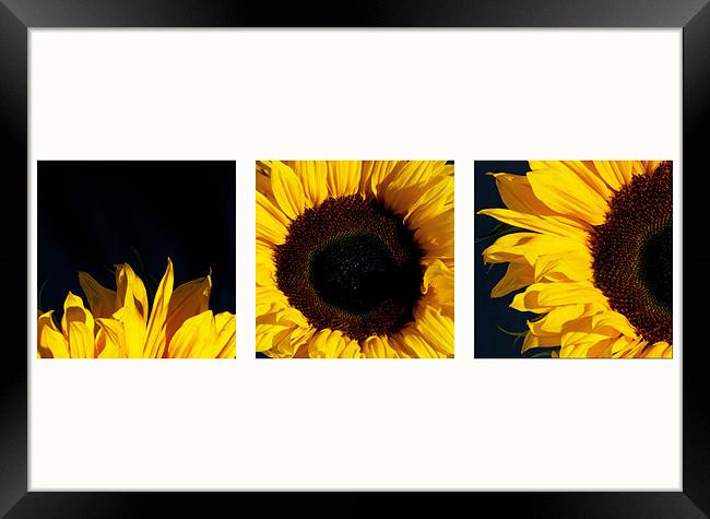 Sunflower Trip Framed Print by colin ashworth