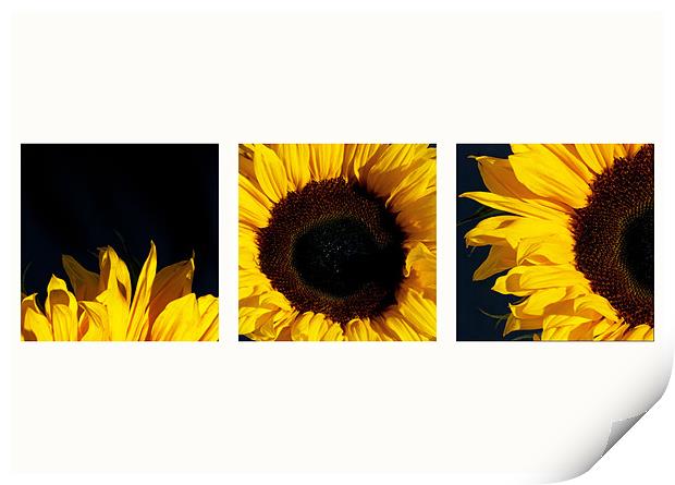Sunflower Trip Print by colin ashworth