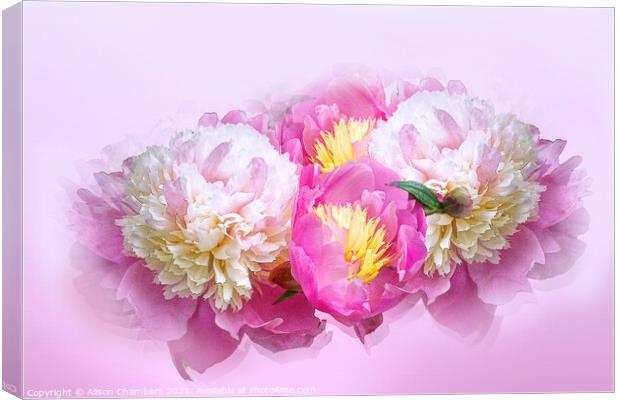 Peony Chinoiserie  Canvas Print by Alison Chambers
