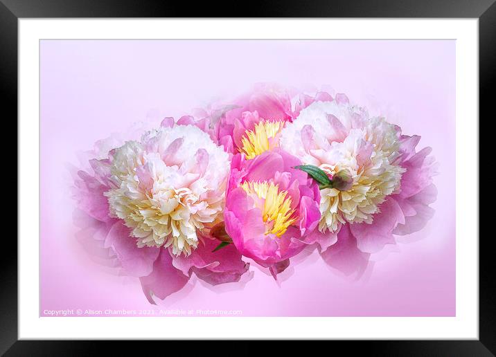 Peony Chinoiserie  Framed Mounted Print by Alison Chambers