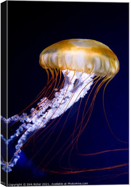 Pacific sea nettle (Chrysaora fuscescens) Canvas Print by Dirk Rüter