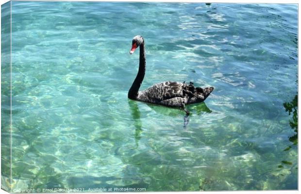 Black Swan paddling in Lake Taupo, New Zealand Canvas Print by Errol D'Souza