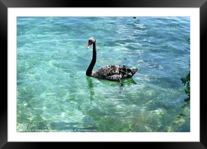 Black Swan paddling in Lake Taupo, New Zealand Framed Mounted Print by Errol D'Souza