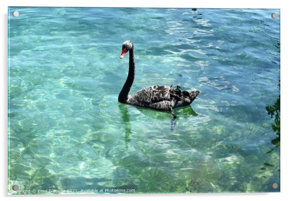 Black Swan paddling in Lake Taupo, New Zealand Acrylic by Errol D'Souza