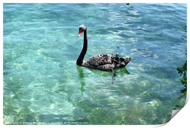 Black Swan paddling in Lake Taupo, New Zealand Print by Errol D'Souza