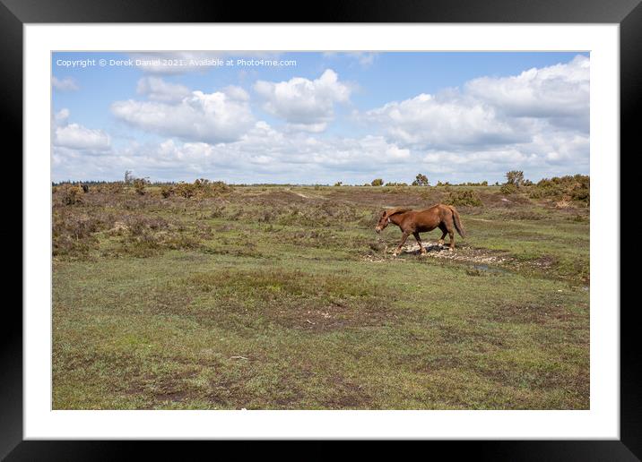 New Forest Pony Framed Mounted Print by Derek Daniel