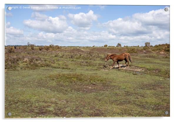 New Forest Pony Acrylic by Derek Daniel