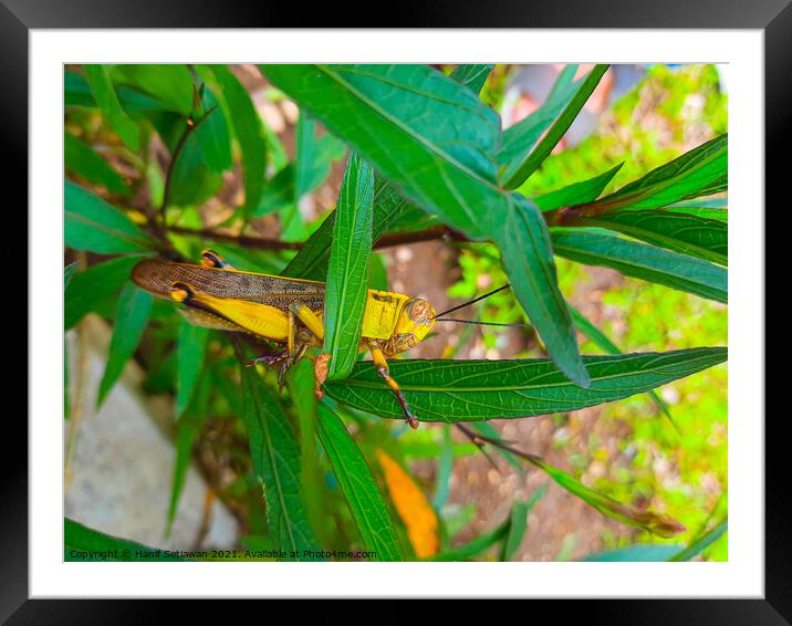 A grasshopper between leaves. Framed Mounted Print by Hanif Setiawan