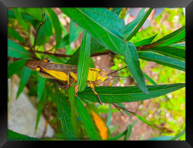 A grasshopper between leaves. Framed Print by Hanif Setiawan