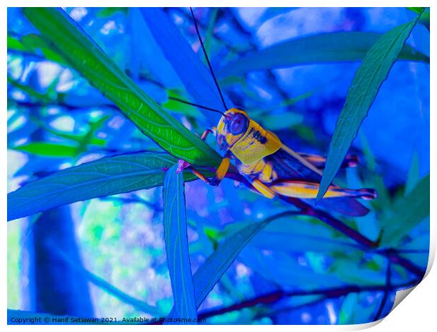 A grasshopper between leaves. Print by Hanif Setiawan