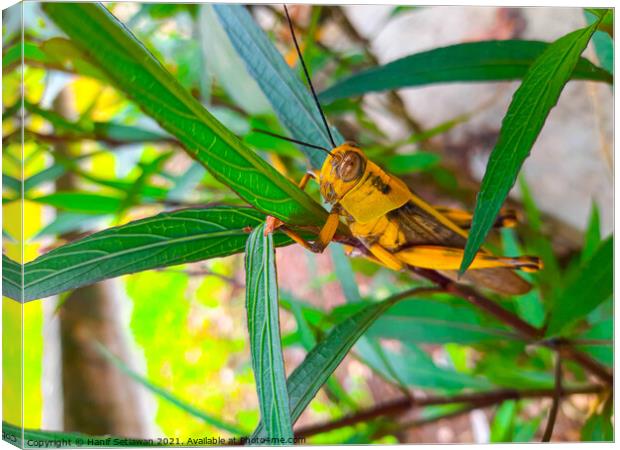 A grasshopper between leaves. Canvas Print by Hanif Setiawan