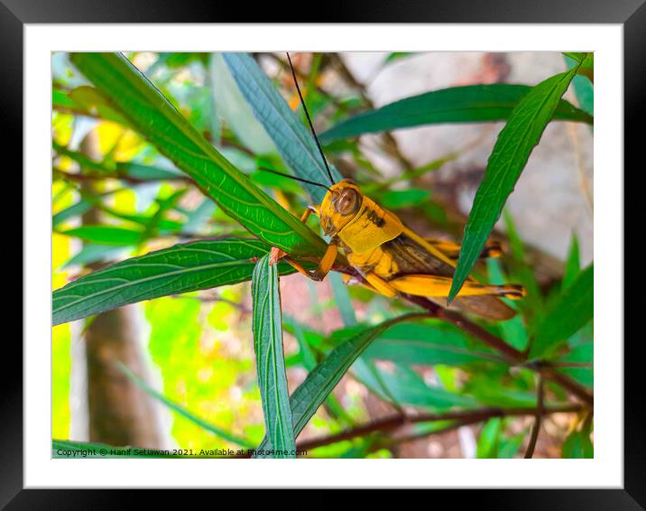 A grasshopper between leaves. Framed Mounted Print by Hanif Setiawan