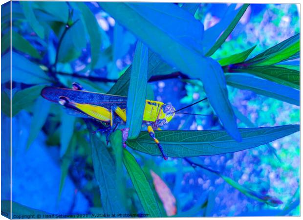 A grasshopper between leaves. Canvas Print by Hanif Setiawan