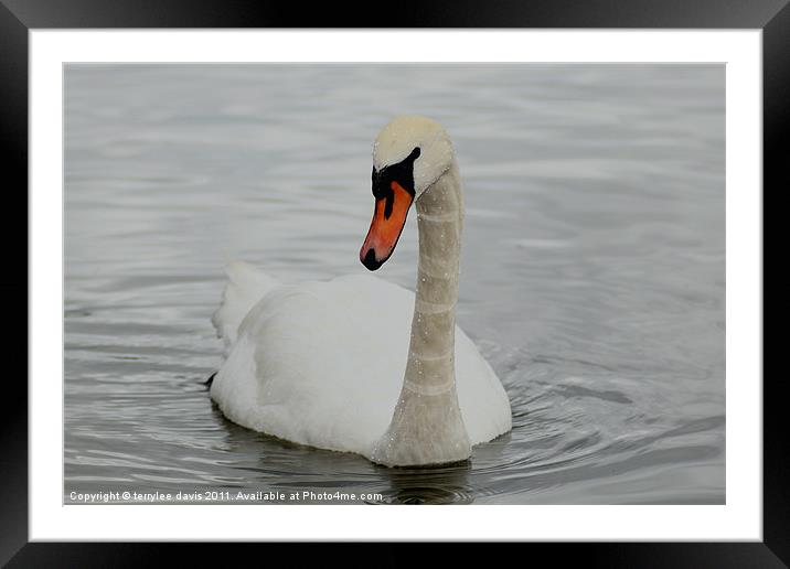 A graceful swan Framed Mounted Print by terrylee davis
