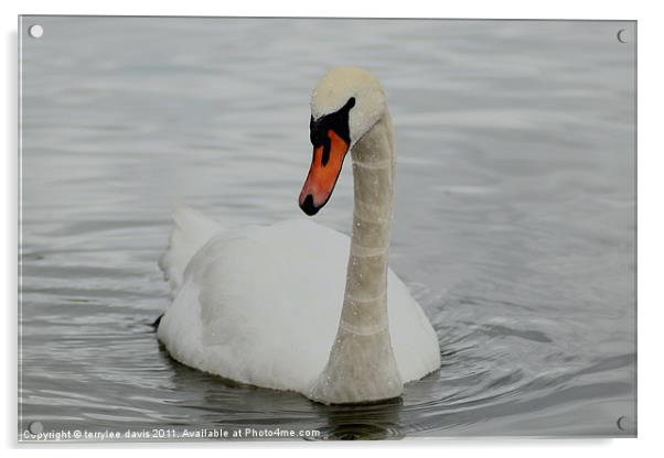 A graceful swan Acrylic by terrylee davis