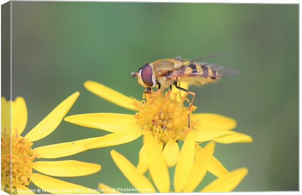 hover fly Canvas Print by terrylee davis