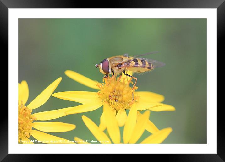 hover fly Framed Mounted Print by terrylee davis