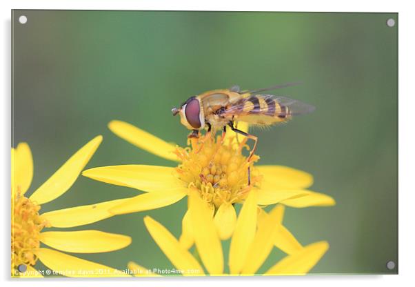 hover fly Acrylic by terrylee davis