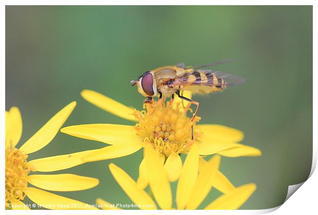 hover fly Print by terrylee davis