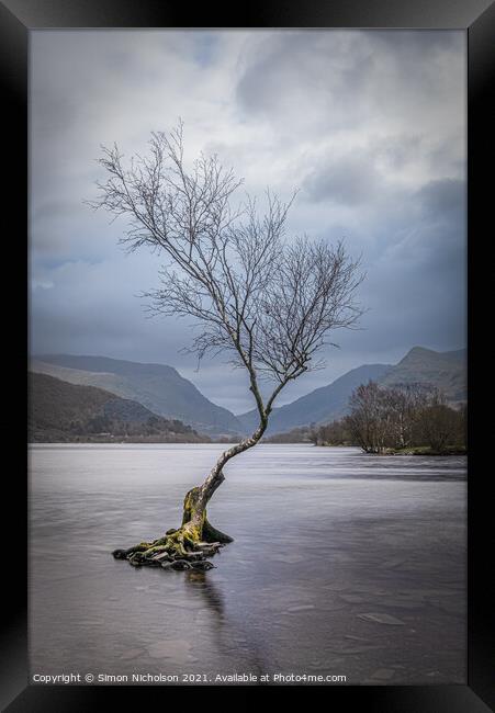 The Lonely Tree in Winter Framed Print by Simon Nicholson