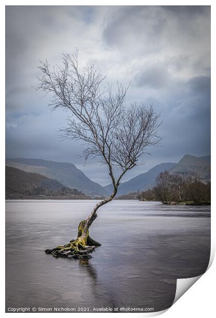 The Lonely Tree in Winter Print by Simon Nicholson