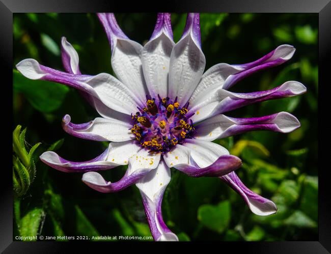 Trailing African Daisy Framed Print by Jane Metters