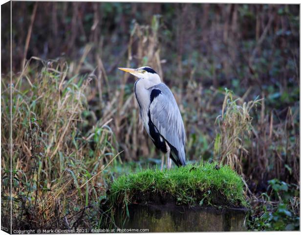 A heron sitting on top of a grass covered field Canvas Print by Mark ODonnell