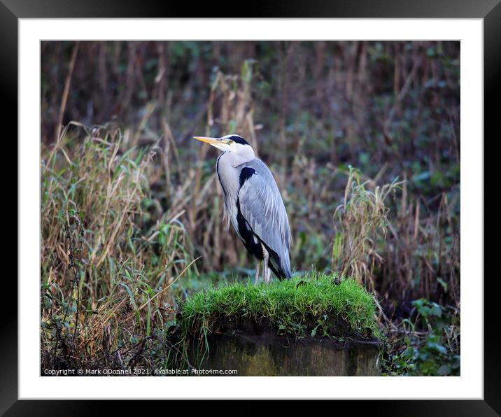 A heron sitting on top of a grass covered field Framed Mounted Print by Mark ODonnell