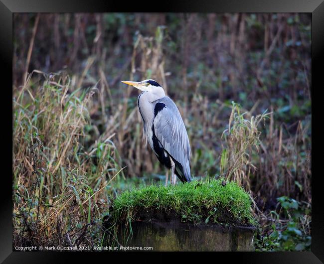 A heron sitting on top of a grass covered field Framed Print by Mark ODonnell
