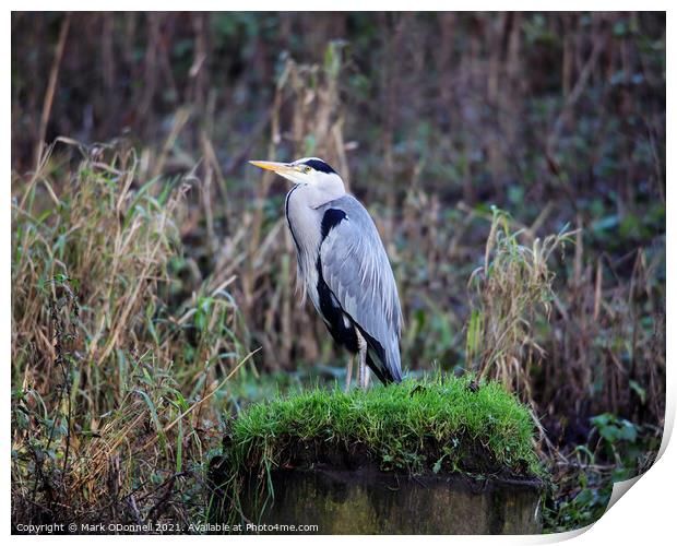 A heron sitting on top of a grass covered field Print by Mark ODonnell