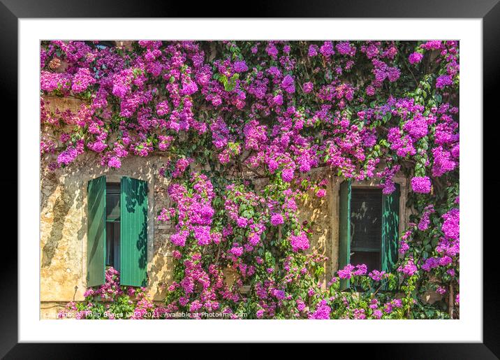 Bougainvillea of Sirmione Framed Mounted Print by Philip Baines